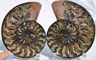 Large Black Ammonite Pair Crystals 110myo Dino Age FOSSIL XXL 172mm 6.8" 9550ee — photo 8