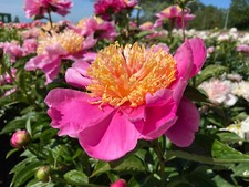 Peony Doreen RHS AGM  Hardy Perennia Light Pink Fragrant Garden Flower Plant
