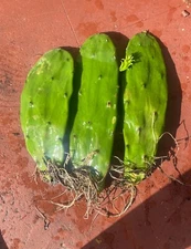 3 Rooted Cactus Live Organic