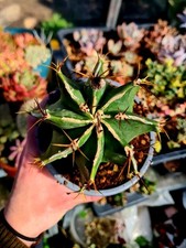 Astrophytum Ornatum - The Monk's Hood Cactus plant 