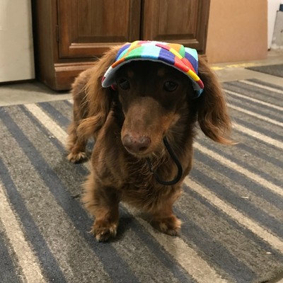 baseball hats for cats