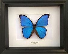 Vera farfalla Morpho Didius naturalizzata sotto una splendida lussuosa cassa ...