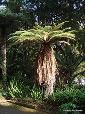 Dicksonia Antartica! Very hardy tree Fern! Fresh seed spores! Easy