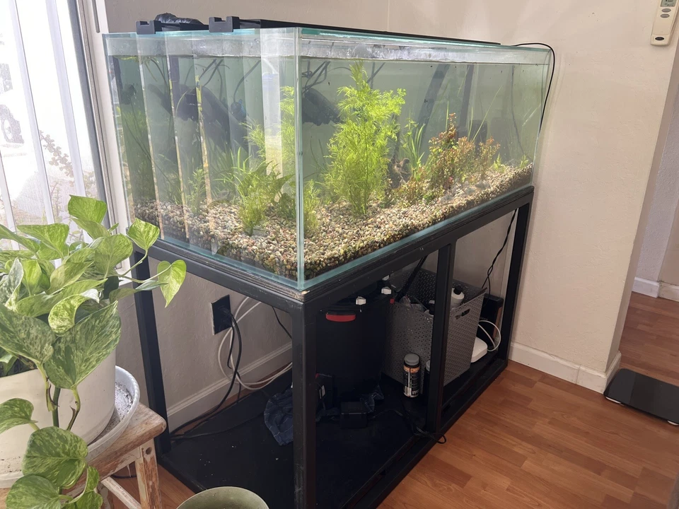 90 Gallon Rimless Aquarium, Stand, Filter, And All Supplies! - Изображение 3 из 4
