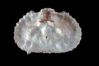 Crabtaxidermy -  Aethra edentata "Flat elbow crab" RARE CRAB!! 48x63 mm