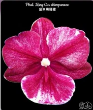 Phal. King Car Chimpanzee, Mericlone, Blooming Size, FREE Shipping.
