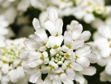 Iberis (Candytuft) Seeds - Dwarf Fairy Mixture_Heirlooms. 500mg