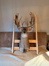 Whitetail Deer Shoulder Mount – Genetically Modified / High-Fence Trophy Buck