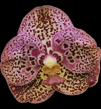 Vanda Kulwadee Fragrance x Conference Gold Orchid Plant