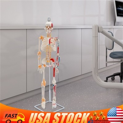34'' Half Life Size Human Skeleton Model For Doctors' Office or Anatomy Classroom