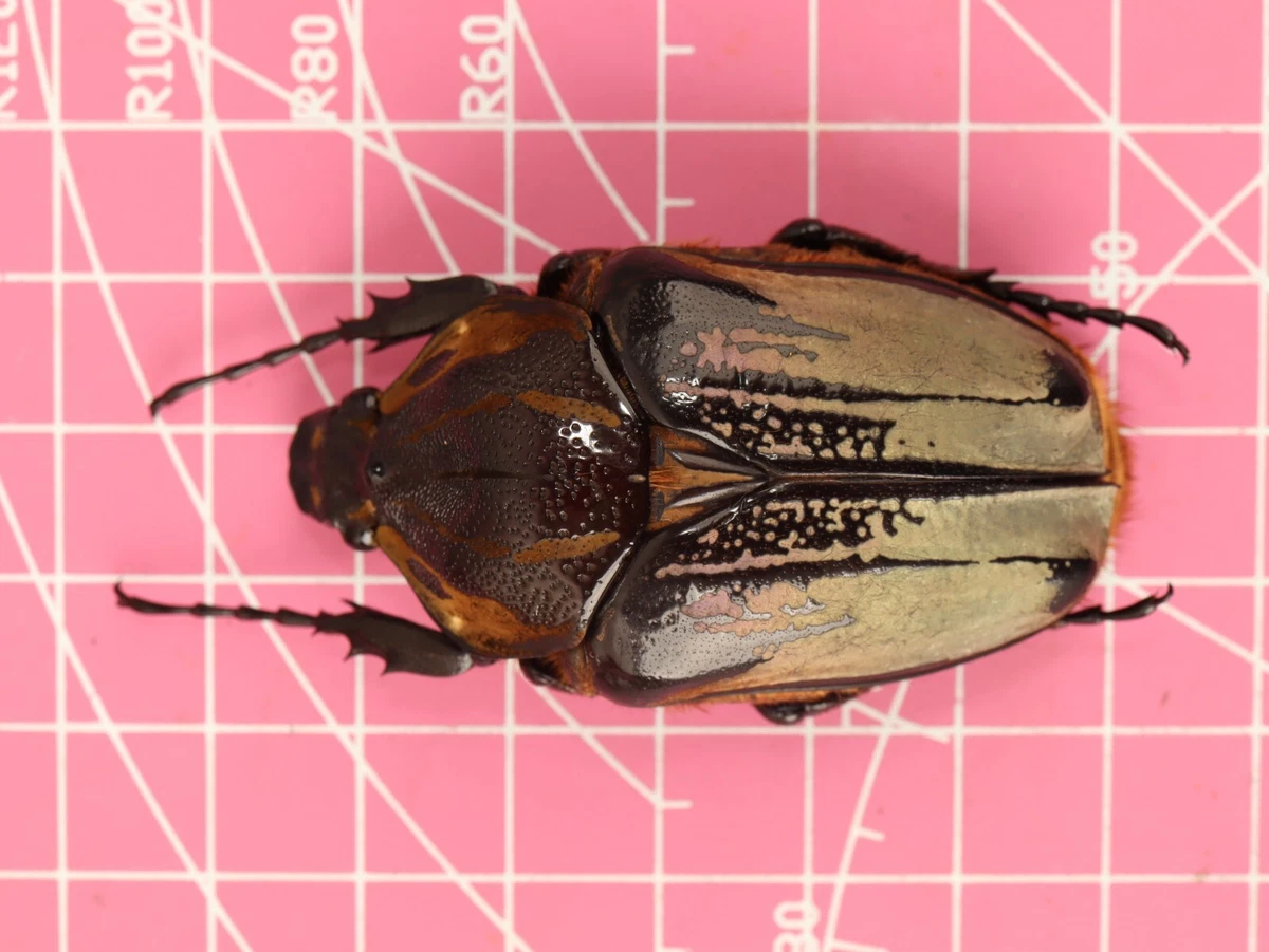 Goliathus Beetle Just Listed 2026