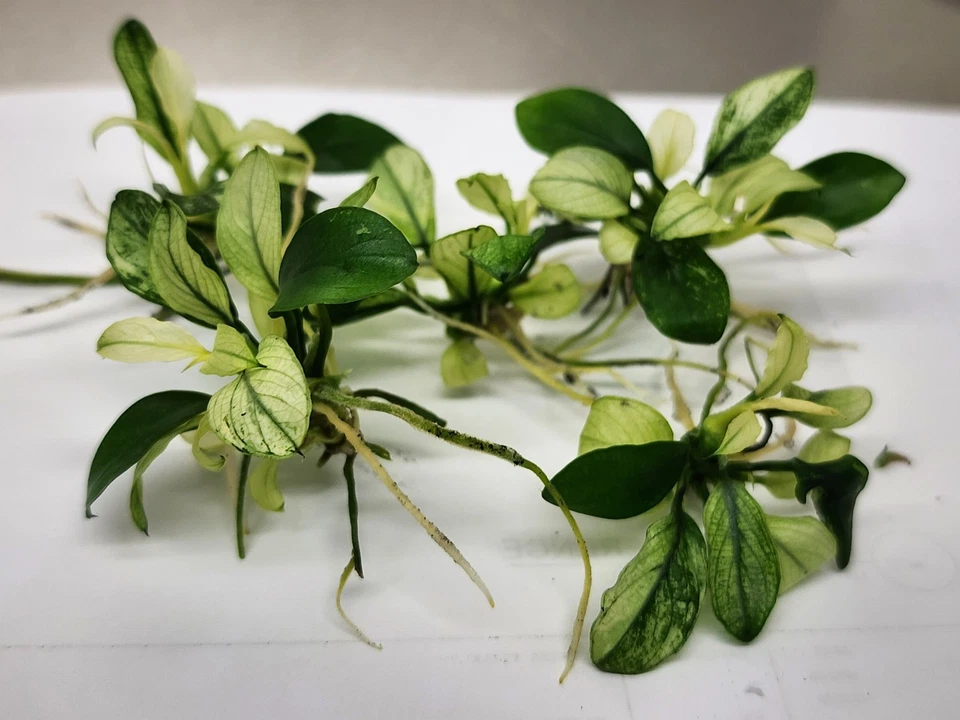 Anubias Nana Pinto /live Aquarium Plant 5 X Plant package  - image 3 of 4