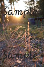 Ditigal Image Picture Photo of Tan Moor Grass in the Evening Sun