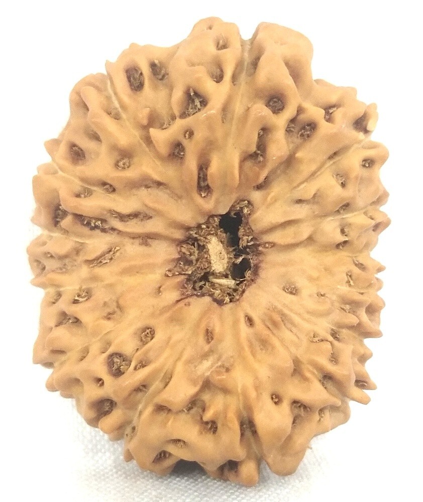 Super Kollektor Größe 14 Mukhi Rudraksha - 24.04 MM - Java - Igl Certified