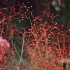 TWIGS + BERRIES Fragrance Oil to craft Candles Soaps Lotions Bath products