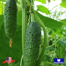 40+ Cucumber Seeds Pioneer F1 Non-GMO Vegetable BOGO 50% OFF