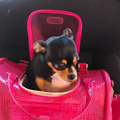 Pink Faux Leather Croc-Embossed Dog Carrier Purse Tote, Mesh Window, Small.
