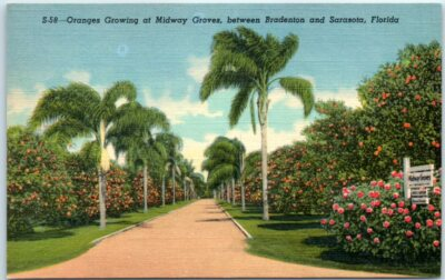 #ad #ad Oranges Growing at Midway Groves between Bradenton amp; Sarasota Florida $3.46