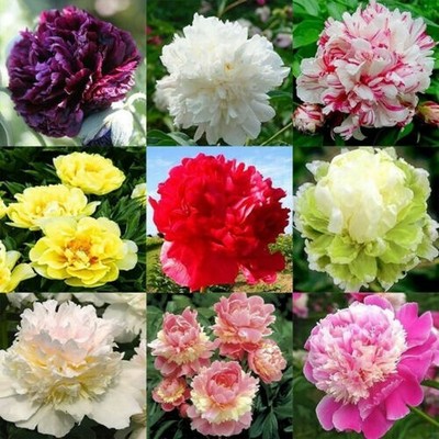10pcs Pfingstrose Samen Pflanze Balkon Garten Bonsai Zier Blumen