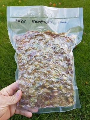  UK GEWACHSEN 2025 ERNTE BIO SANTIAM HOPFEN GANZE ZAPFEN 100G BRAUBIER ALE