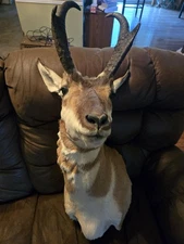 Antelope Mount taxidermy pronghorn