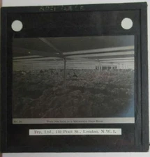Melbourne Australia Wool Sale   Magic Lantern Slide