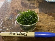    SUBWASSERTANG ROUND PELLIA MOSS - LIVE AQUARIUM AQUATIC PLANTS RARE