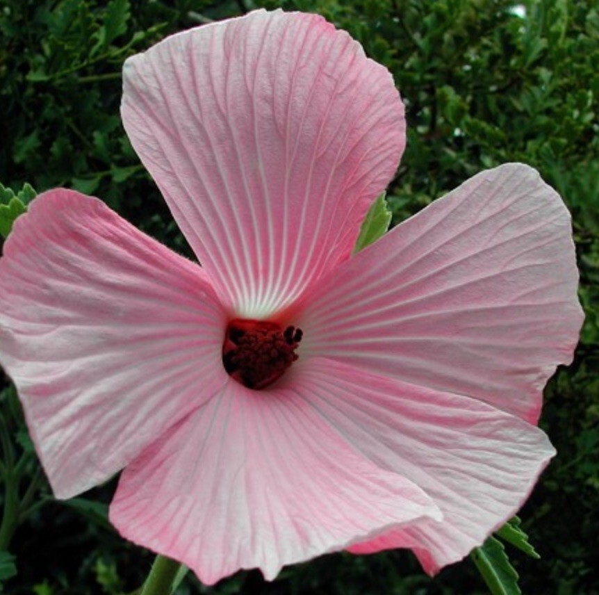 Pink Hibiscus Hibiscus splendens showy flower, easy & fast grow, edible