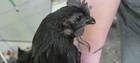 Zombie Chicken Hatching Eggs – F1 & F2 – Auto-Sexing – 6 Eggs — photo 10