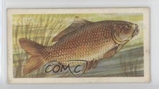 1960 Brooke Bond Freshwater Fish Blue Back Common Carp #3 2e7