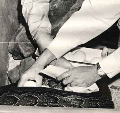1958 African Rock Python Snake Removing Eggs Bronx Zoo NY New York Press Photo