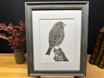 Drawing of a House Finch Bird Graphite Pencil Art Sketch Picture Print