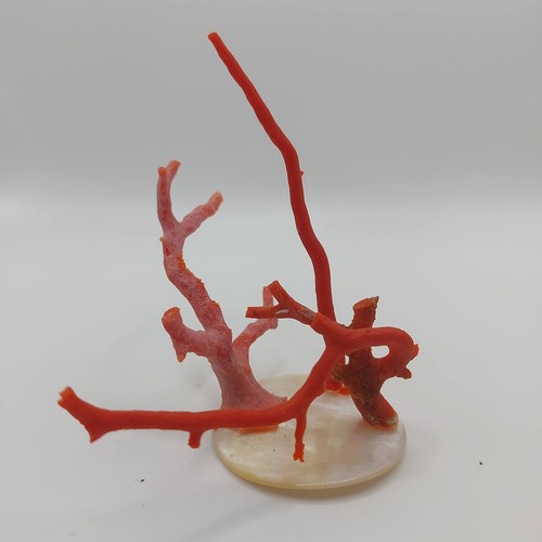 Natural Red Coral Branch mediterranean sea, genuine coral Specimen - Picture 8 of 11