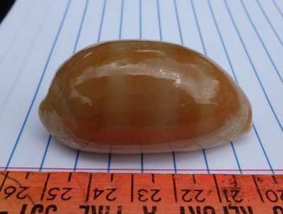 Cypraea leviathan titan; 61.5mm F++ Philippines