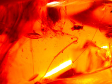 Giant Cricket with Long Legs in Burmese Burmite Amber Fossil Dinosaur Age