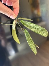 Hoya Sigillatis 'Fragrant Flowers' Silver Mottled Leaves Fresh Cutting