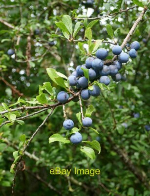 Foto 6x4 Sloes Anfang August bereits voll ausgebildet aber noch mit Bluis c2019