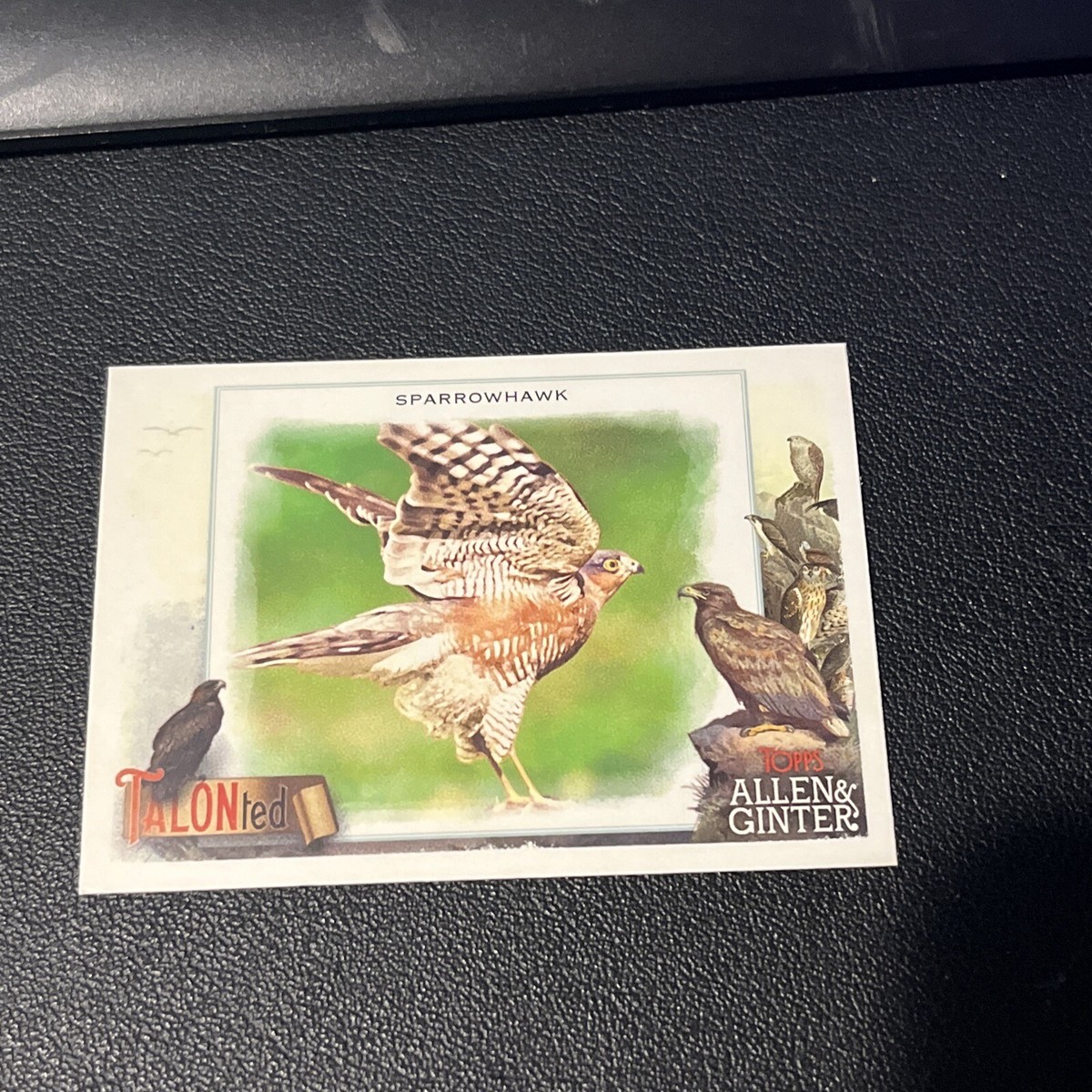 2023 Topps Allen & Ginter TALON-ted Sparrowhawk #TT-13 | eBay