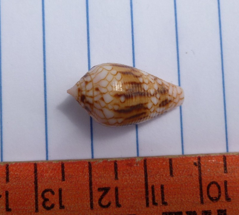 Conus retifer, 22mm F+++/gem