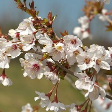 Prunus incisa Kojo-No-Mai Fuji Cherry Deciduous Shrub Hardy Garden Plant in Pot