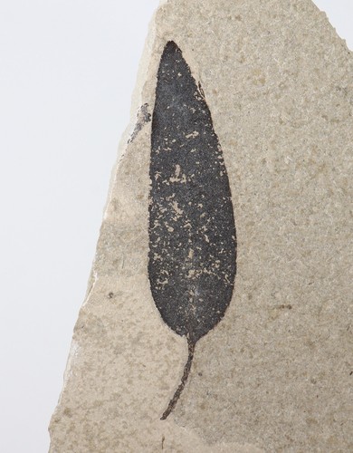 unbestimmtes Blatt, Tertiär, Eozän, Monte Bolca, Verona, Italien-k225 - Bild 3 von 4