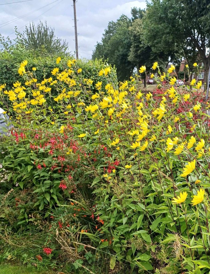yellow Helianthus Plant Hardy Perennial Sunflower Tall 20 Bare Root