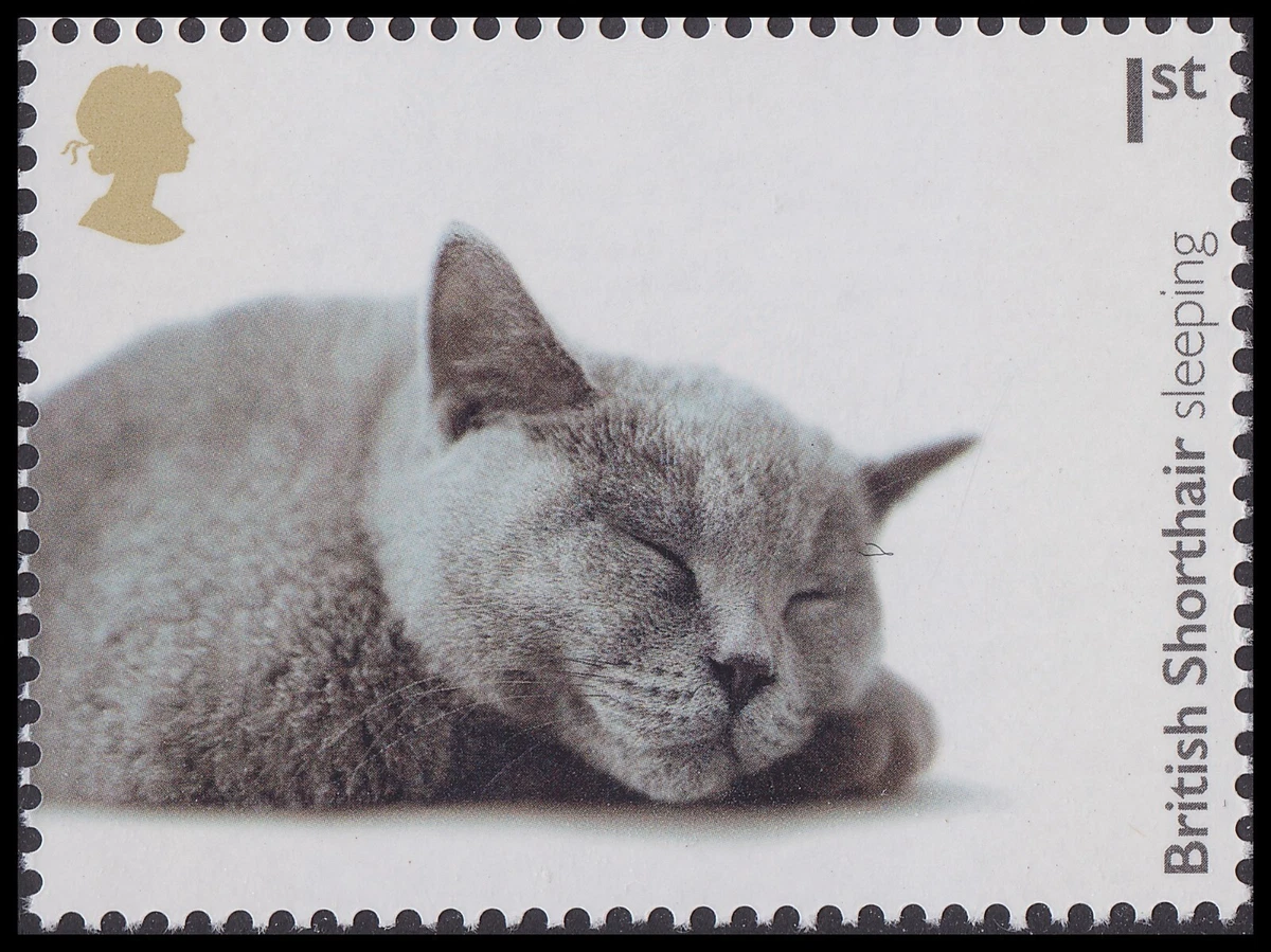 British shorthair best sale ebay
