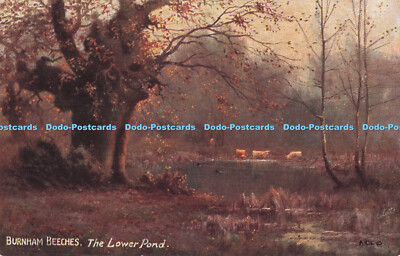 R715331 Burnham Beeches. The Lower Pond. Raphael Tuck and Sons. Oilette. Postcar