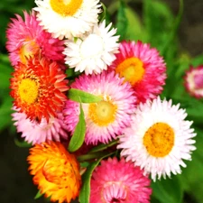 STRAWFLOWER 50 SEEDS SPRING MIX DAISY PERENNIAL RARE DROUGHT HEAT TOLERANT USA