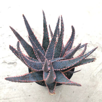 Aloe, 'Purple Haze', Comes in a 3.5" Pot | eBay.de
