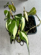 Philodendron Silver Stripe 4 Inch Pot 