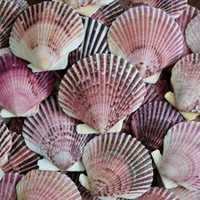 Large Scallop Seashells Pink Purple Beach Decor DIY Craft Big Ocean Sea Shells