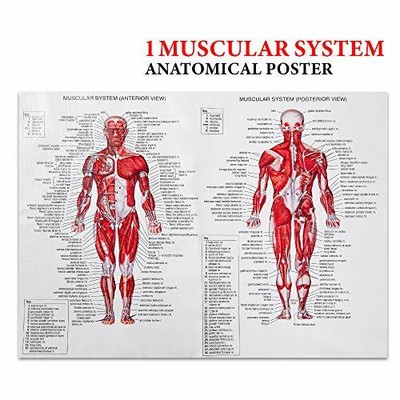 Muscular System Anatomical Poster | Science Education Poster | Muscle