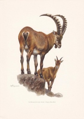 1960 ALPENSTEINBOCK Druck - Vintage Tier Wandkunst - Säugetier - 7,5 x 10,6 Zoll